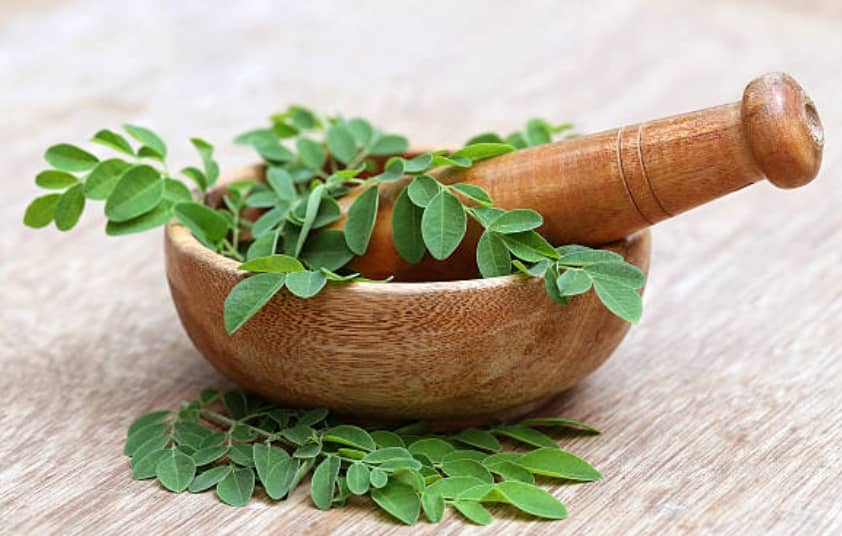 What are the health benefits of moringa oleifera plant, health benefits of moringa seeds, health benefits of moringa leaves, health benefits of moringa tea