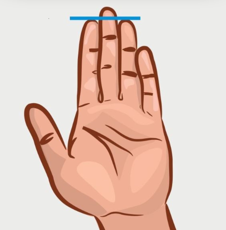 The index and ring fingers are the same length