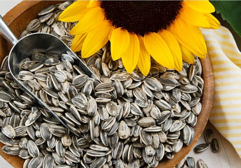 16 amazing health benefits of sunflower seeds