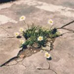 I Draw A Permanent Boundary Line MP3 Download - Mighty Name Of Jesus - Song by The Belonging Co ft. Hope Darst I draw a permanent boundary line, The enemy has no rights to come near my family, No scheme could ever undo God’s plans, No matter the circumstance, The cross has sealed my destiny, In the mighty name of Jesus, I pray, calling on the power of heaven, I proclaim Every weapon formed against me, must break In the mighty name of Jesus