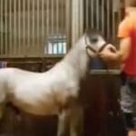Man and Horse Viral Video Original