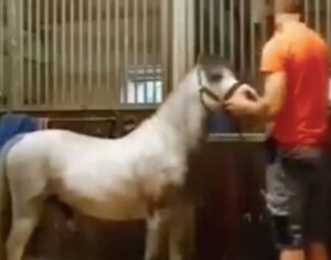 Man and Horse Viral Video Original