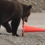 Viral Bear Traffic Video Viral Bear Traffic Video