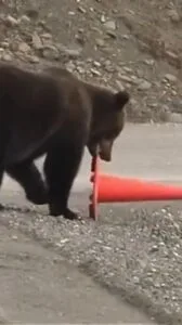 Viral Bear Traffic Video