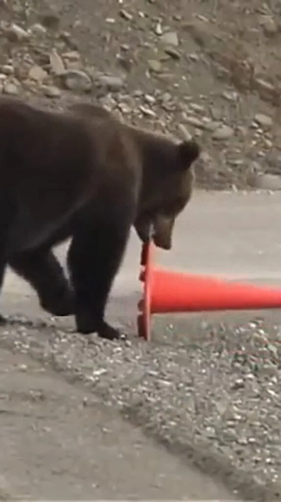 Viral Bear Traffic Video